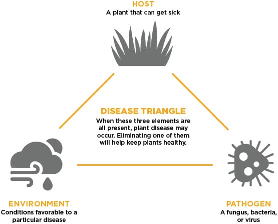 Common Lawn Diseases